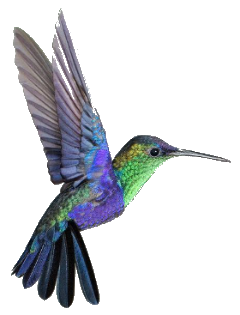 Colibri