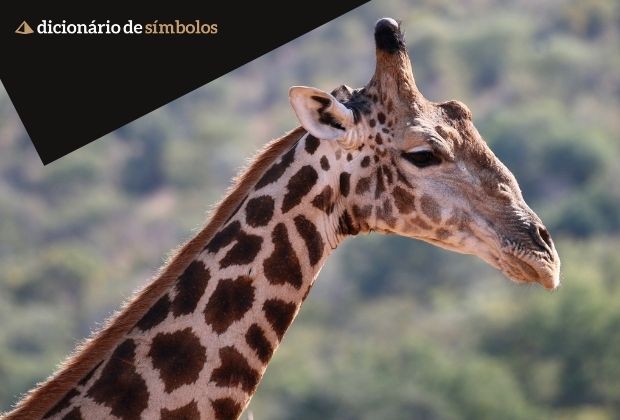 Girafa Um Simbolo De Intuicao E Elegancia