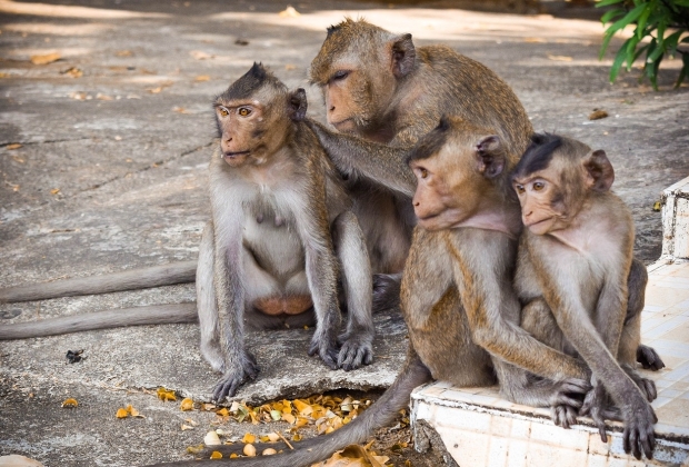 O Macaco E Seus Significados