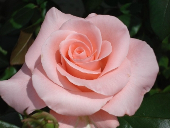 Significado Das Cores Das Flores