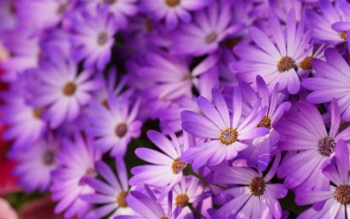 Significado De Flores Roxas